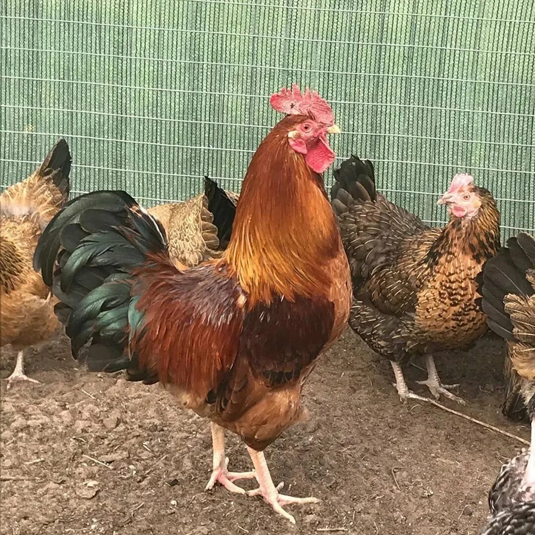 Кучинская юбилейная описание характеристика фото отзывы Куры кучинские юбилейные описание фото отзывы - найдено 84 фото