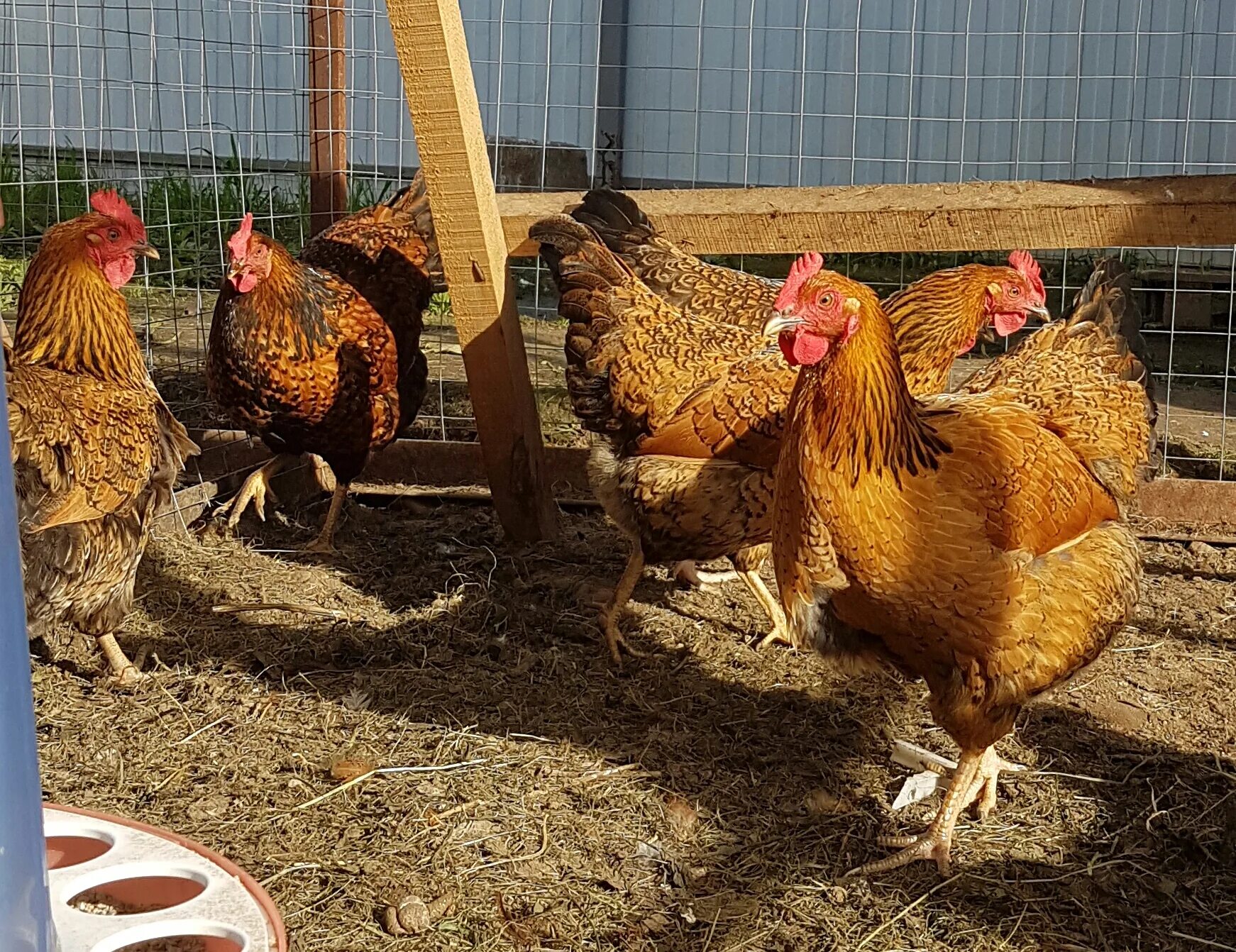 Кучинская юбилейная описание характеристика фото отзывы Кучинская юбилейная фото и описание: найдено 90 изображений