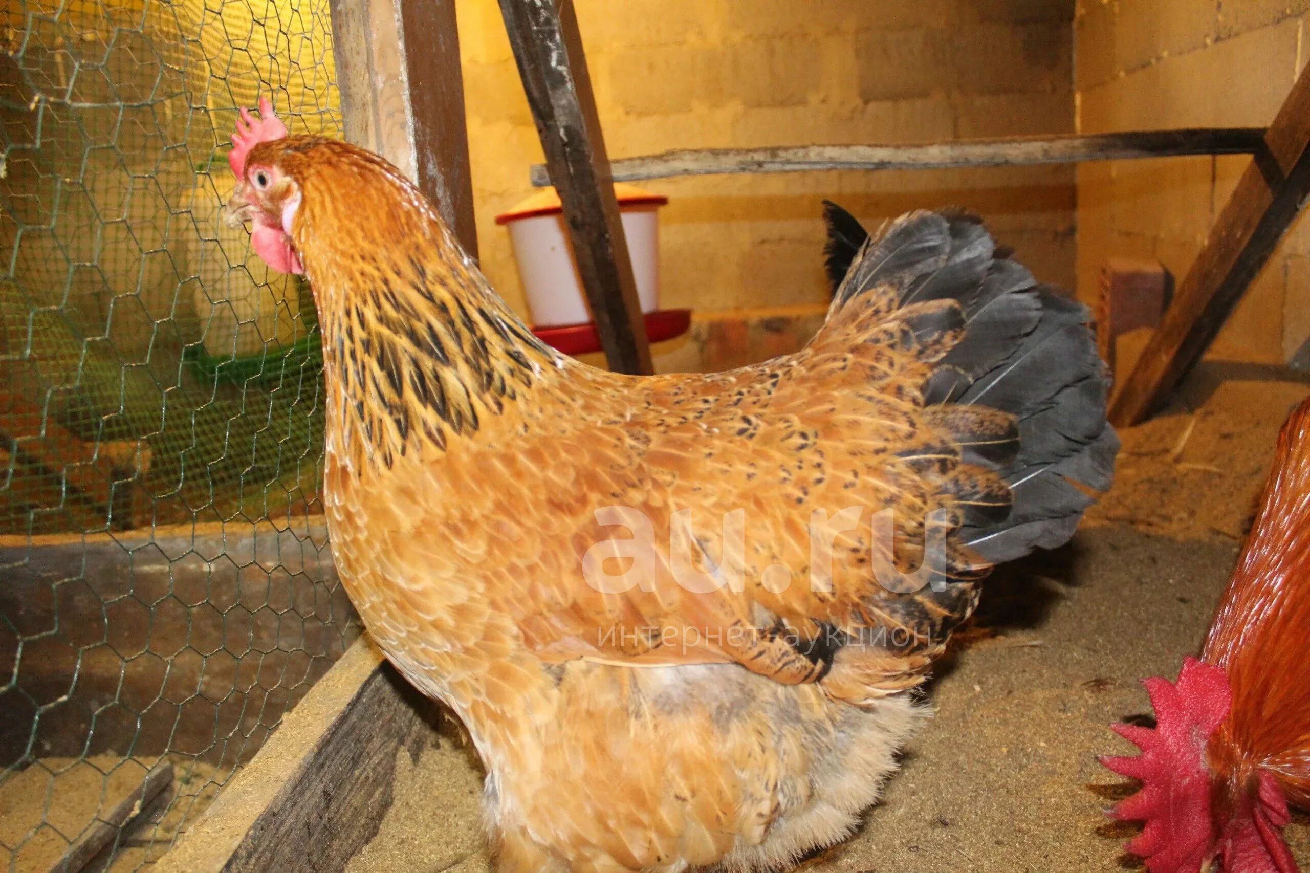 Кучинская юбилейная описание характеристика фото отзывы Куплю кур Амераукана (3-4 курочки + 1 петух), молодок несушек -леггорн (10 шт), 
