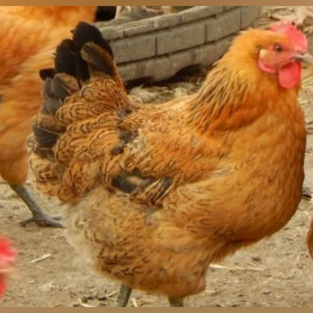 Кучинская юбилейная порода фото Кучинская юбилейная (3 вида) Птички дзержинск Дзен