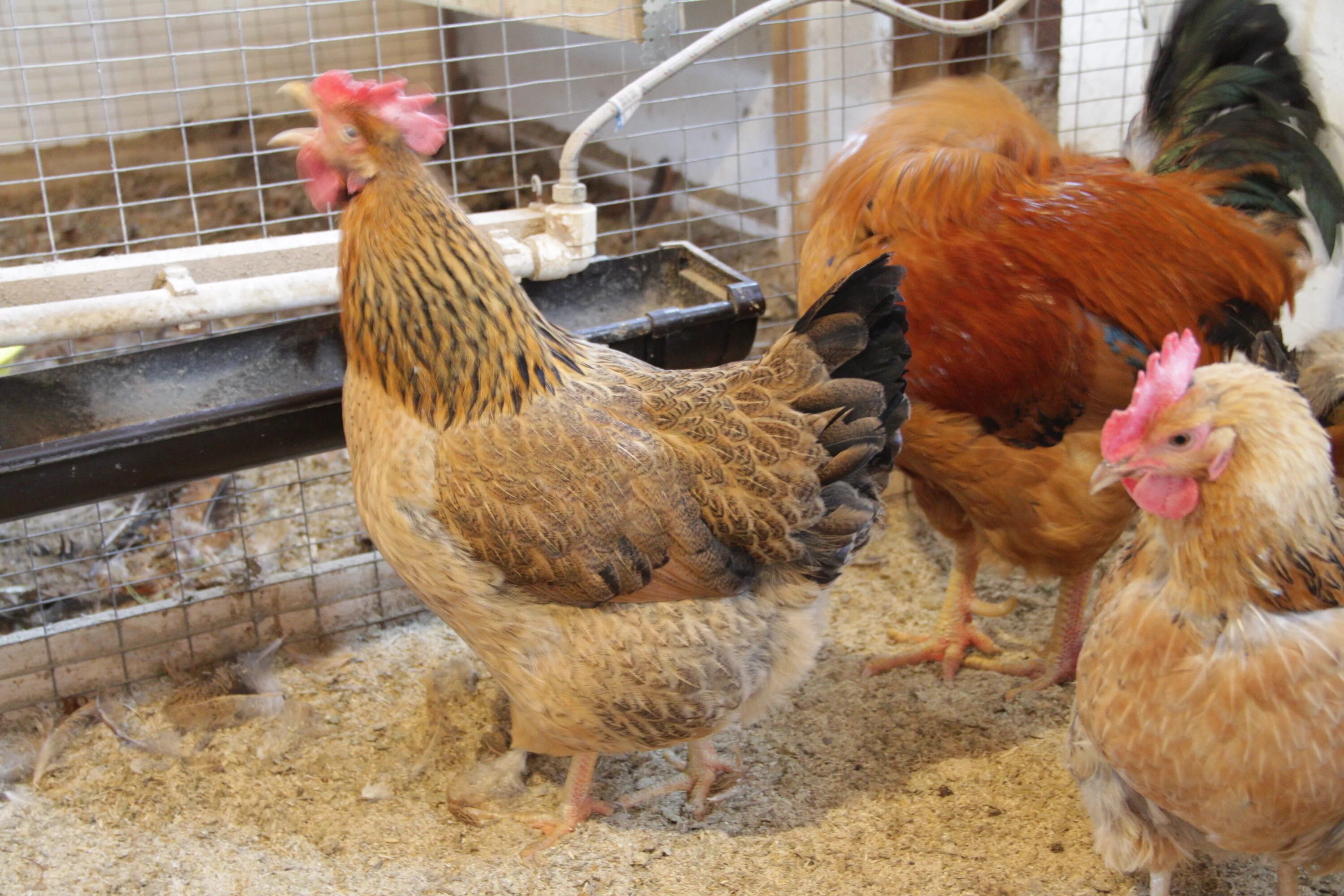 Кучинская юбилейная порода фото Картинки ОПИСАНИЕ ПОРОДЫ КУЧИНСКАЯ ЮБИЛЕЙНАЯ