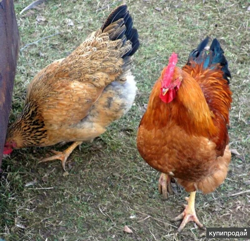Кучинская юбилейная порода фото Молодки, петушки, цыплята Кучинская юбилейная в Твери