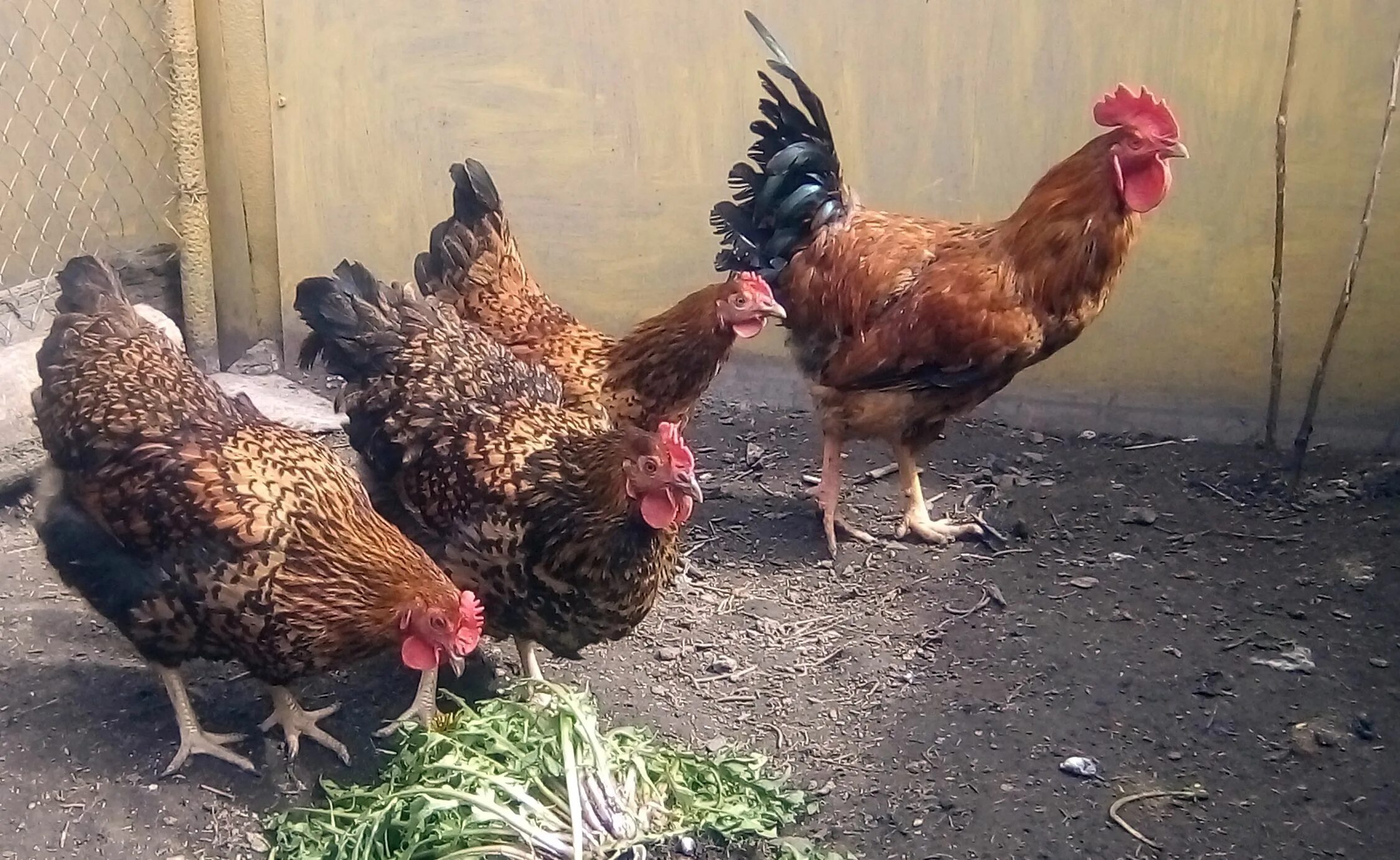 Кучинская юбилейная порода фото Кучинские Юбилейные куры - проверенная временем... Породы и кроссы кур форум на 