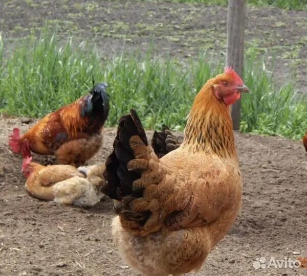 Кучинская юбилейная порода фото Инкубационное яйцо Кучинская юбилейная Ставрополь купить в Ликино-Дулево Животны