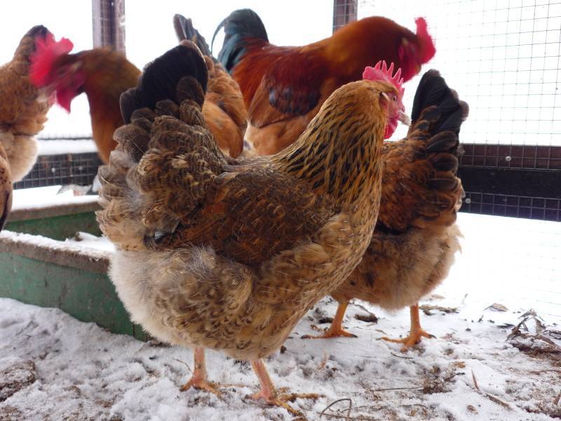 Кучинская юбилейная порода фото Кучинская юбилейная порода кур: описание, содержание, фото, отзывы