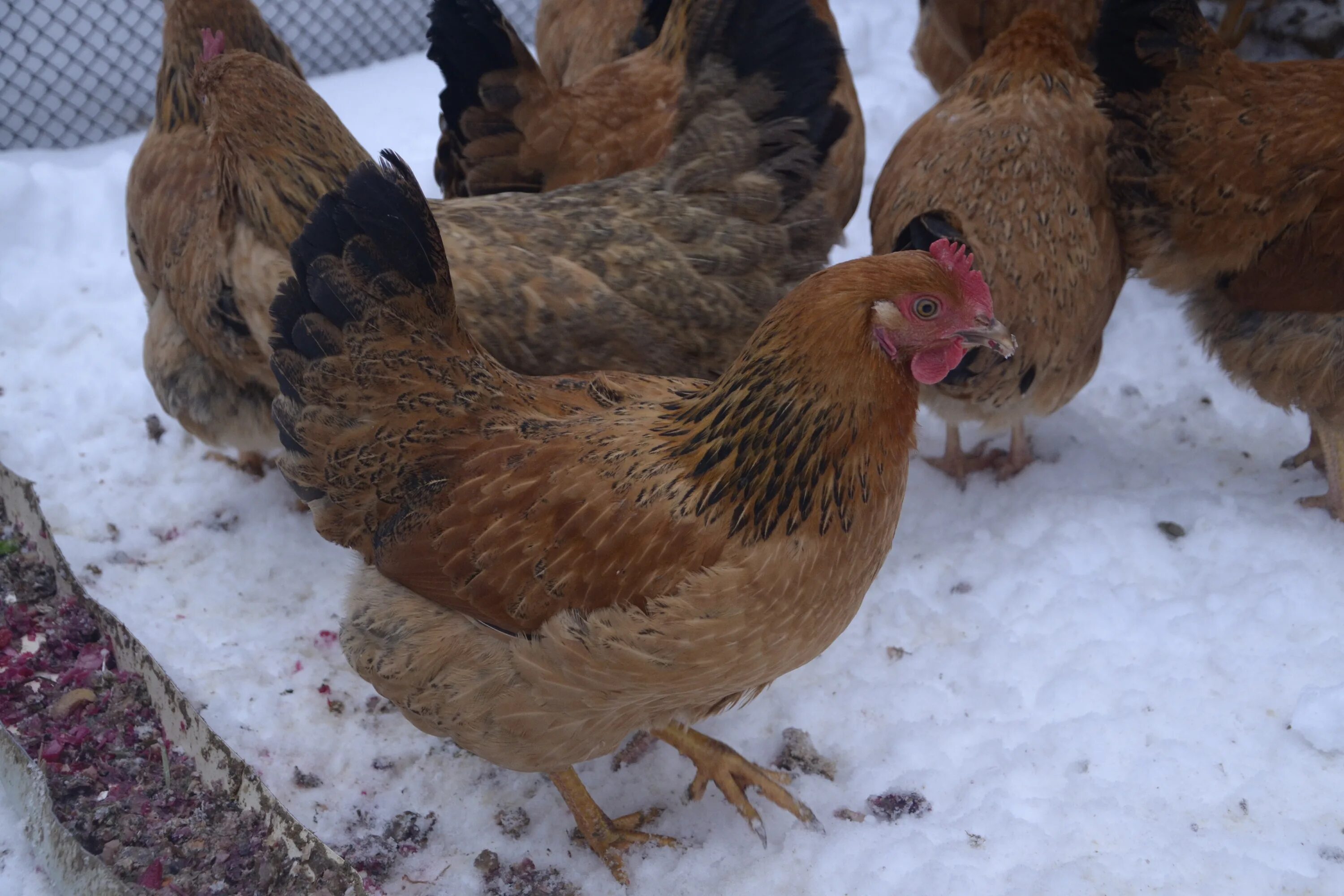 Кучинская юбилейная порода фото Кучинские юбилейные куры фото: найдено 89 изображений