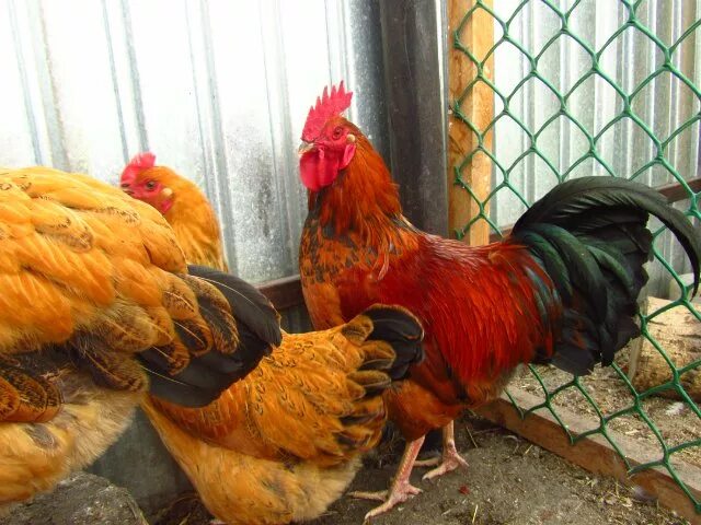 Кучинская юбилейная порода фото Кучинская юбилейная характеристики - найдено 81 фото