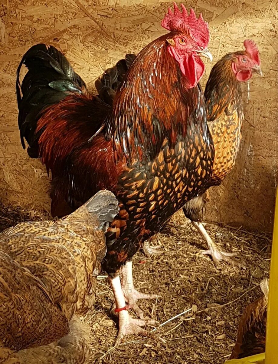 Кучинская юбилейная порода фото Кучинская порода кур - 68 фото