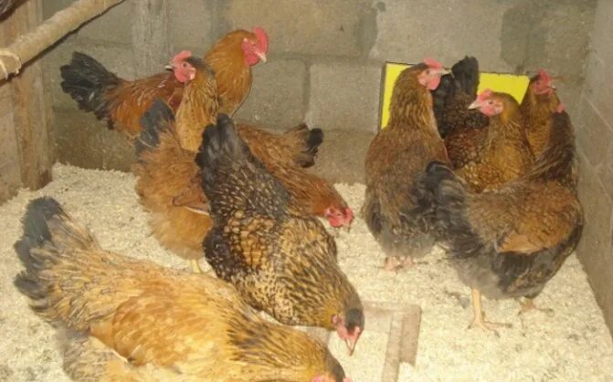 Кучинская юбилейная порода фото Кучинские куры