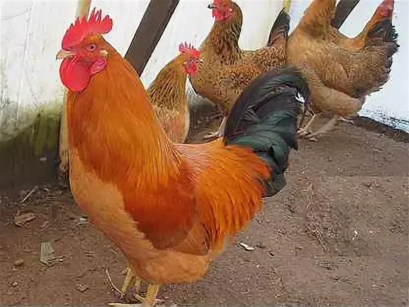 Кучинская юбилейная порода фото юбилейный - Животные - купить птиц, домашних и сельскохозяйственных животных в Т