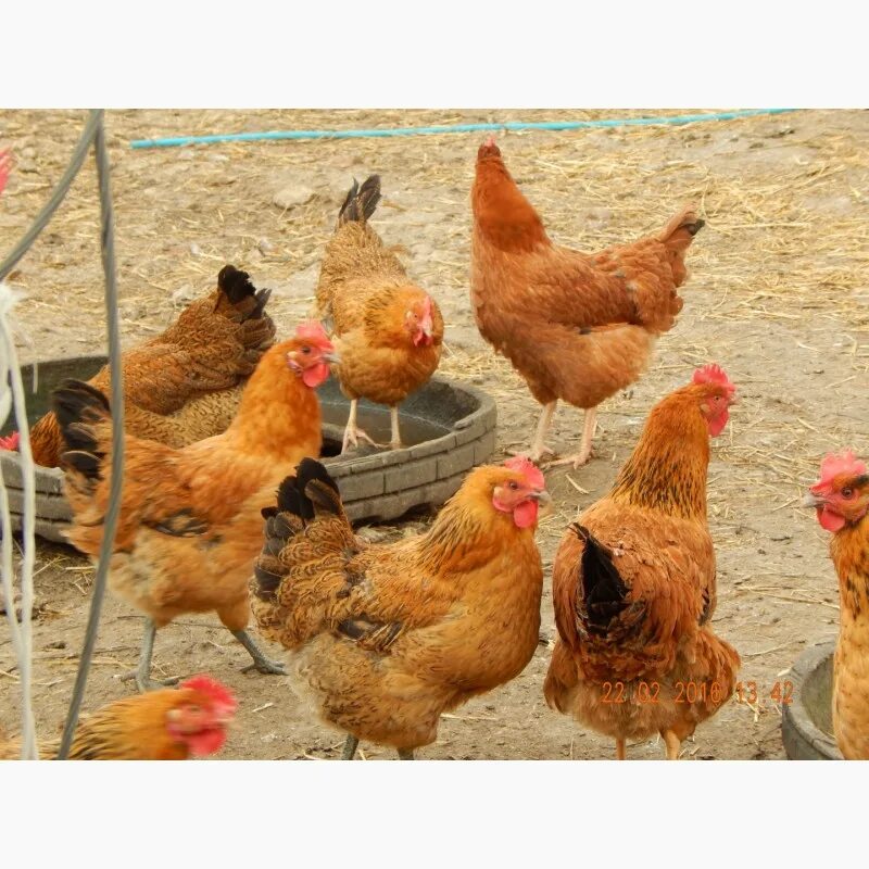 Кучинская юбилейная порода фото Фото к объявлению: курчата 4.5 месяца кучинская юбилейная - Agro-Ukraine