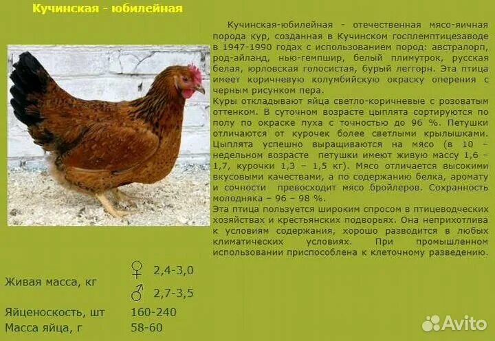 Кучинская юбилейная порода фото и описание Куры мясо-яичные Кучинская юбилейная и Адлеровская купить в Зубцове Животные и з