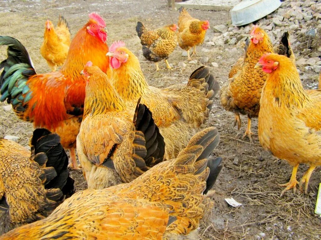 Кучинская юбилейная порода фото и описание Инкубаторий Лидер: Продажа населению суточных бройлеров, утят, гусят, яйцо и мяс