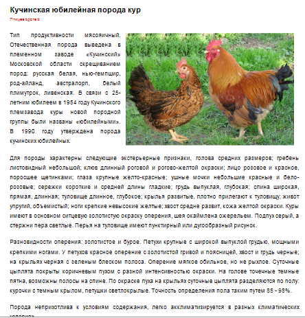 Кучинская юбилейная порода фото и описание Кучинские куры описание породы отзывы