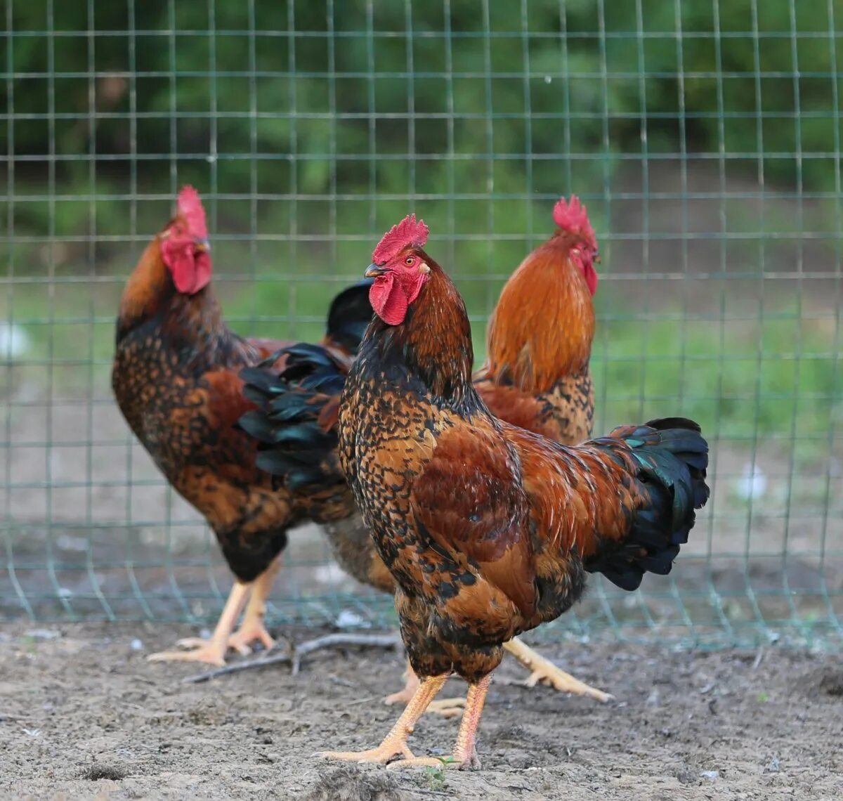 Кучинская юбилейная порода фото и описание PHOTO: Kuchinskaya Anniversary breed of chickens - Gorodprizrak