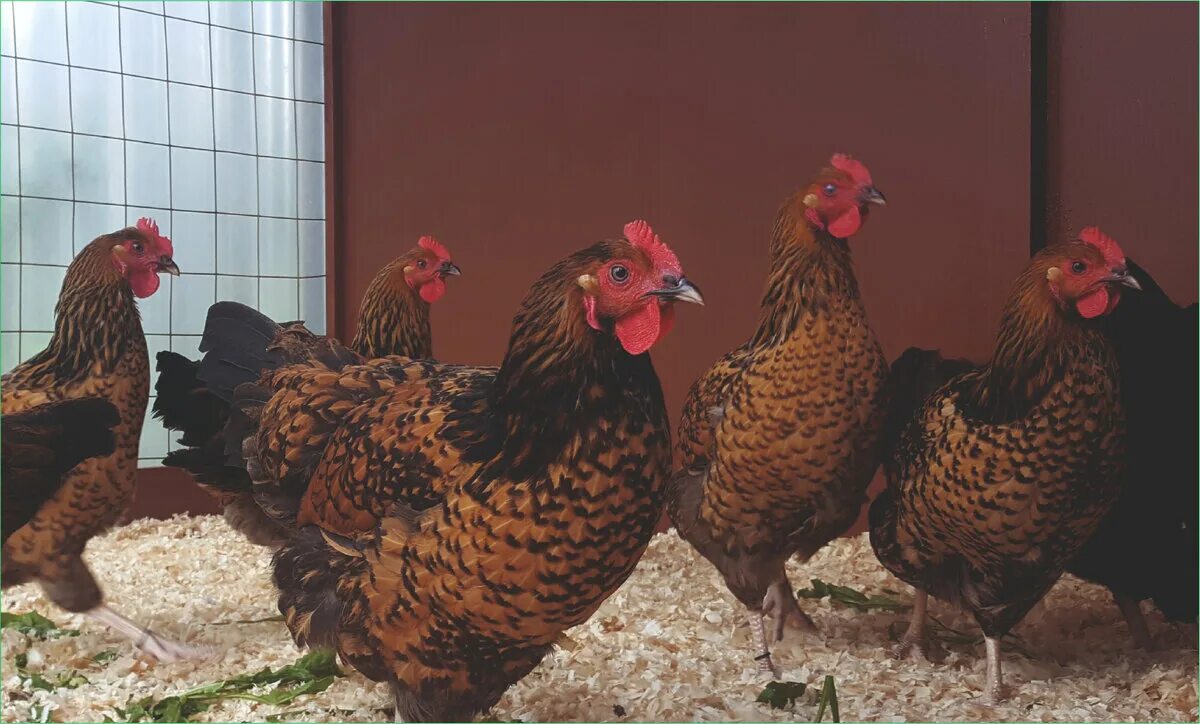 Кучинская юбилейная порода фото отзывы Куры-содержание и разведение. В чем разница и стоит ли на это обращать внимание.