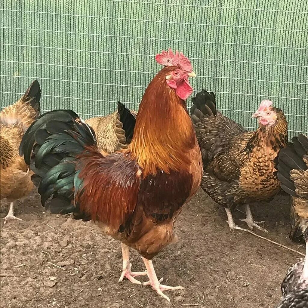 Кучинская юбилейная порода фото отзывы Личное подсобное хозяйство, egg and poultry meat, Udmurtian Republic, Syumsinski