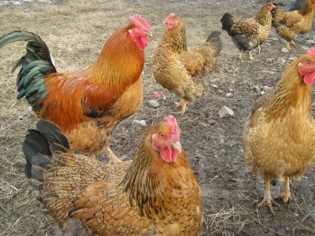 Кучинская юбилейная порода фото отзывы Куры несушки Кучинская Юбилейная, в наличии. Цена: 1 800 ₽ в Артеме