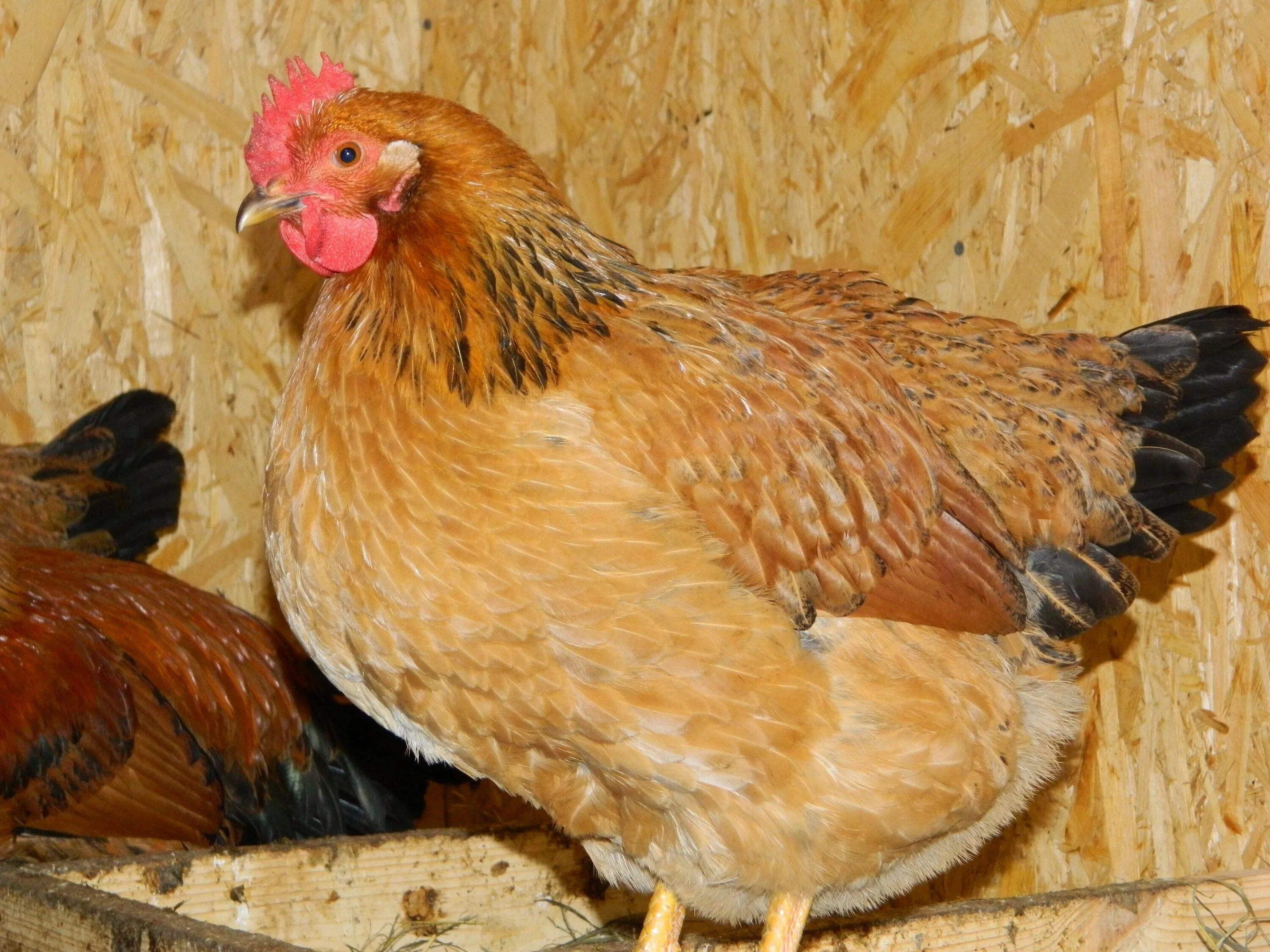 Кучинская юбилейная порода фото отзывы Курочка кучинская юбилейная