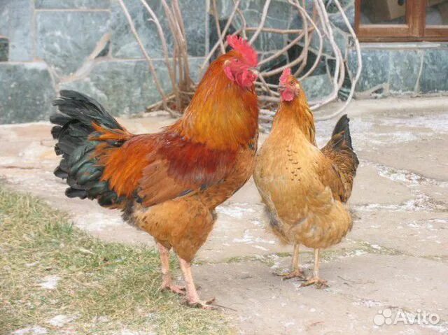 Кучинская юбилейная порода кур фото инкубационное яйцо кур - Авито Объявления в Липецке: купить вещь, выбрать исполн