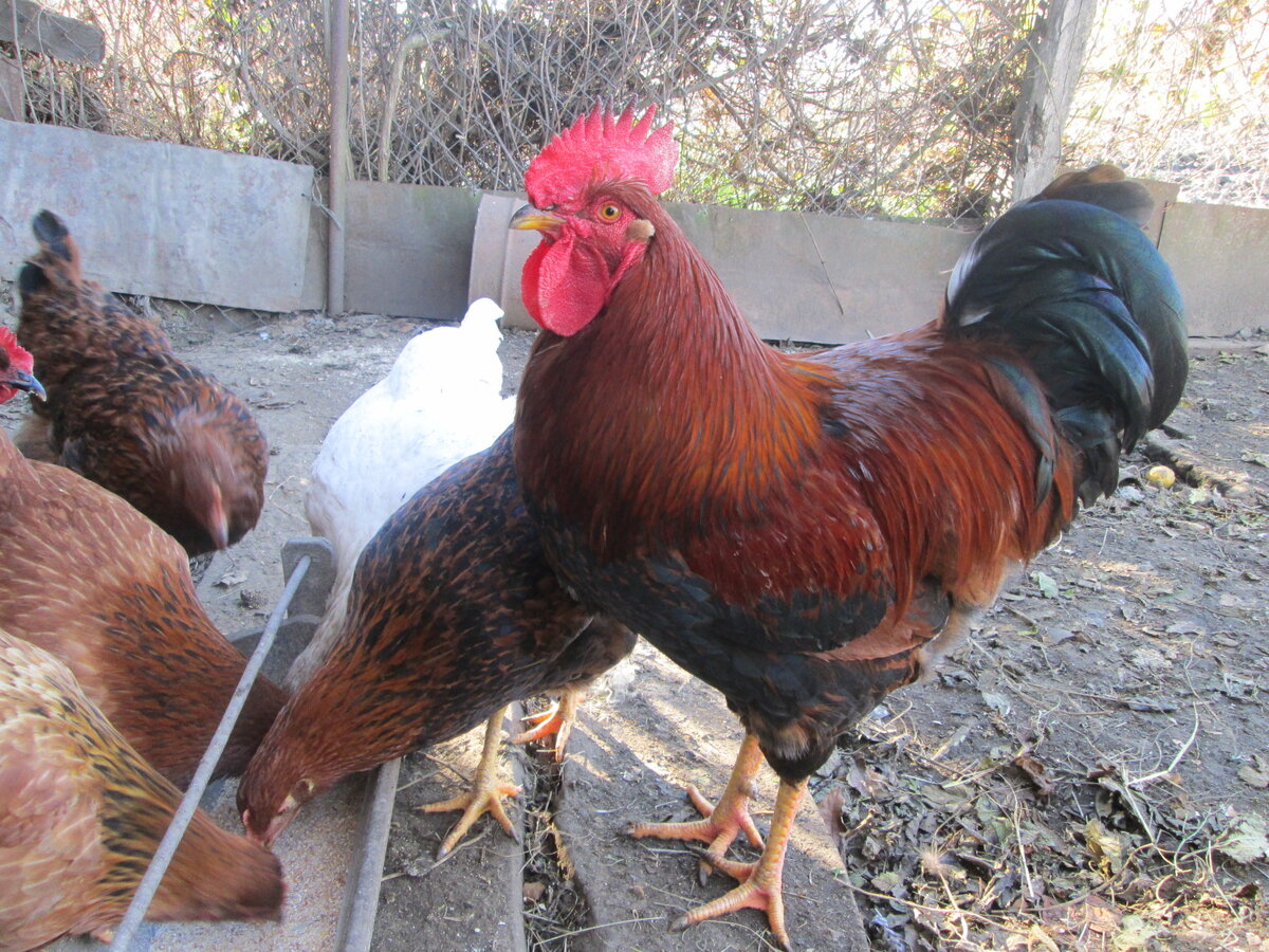 Кучинская юбилейная порода кур фото Кто же мы такие? Будни помещицы N-ского уезда Дзен