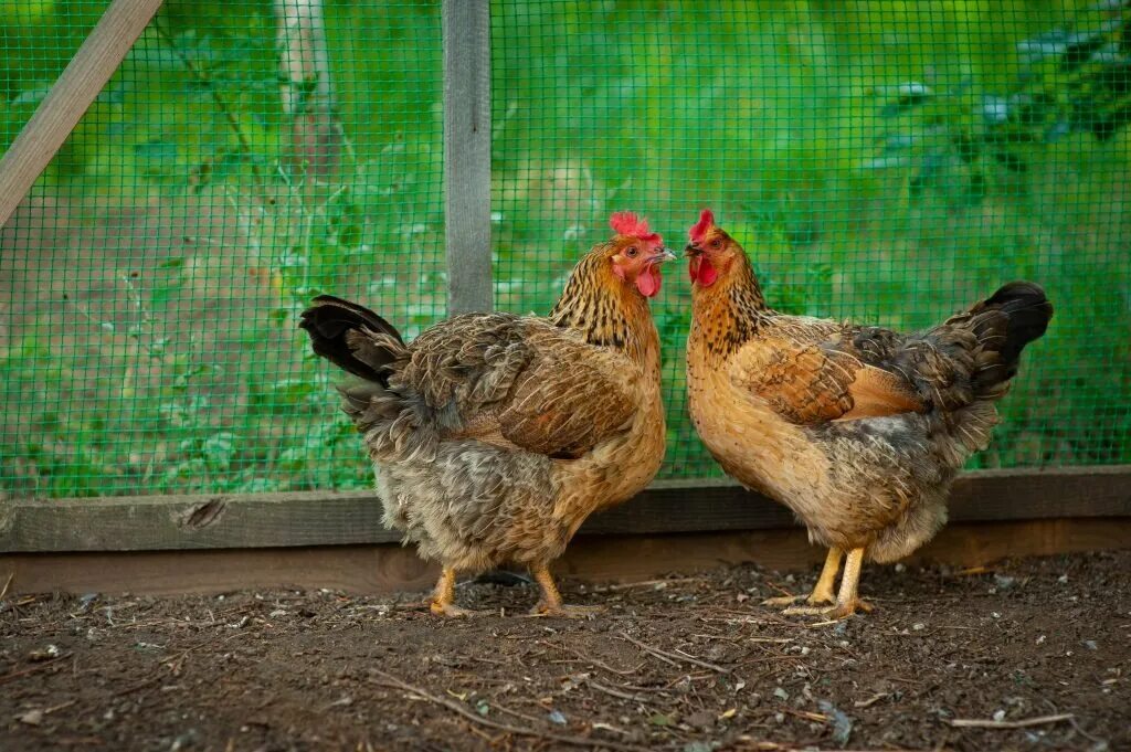 Кучинская юбилейная порода кур фото Кучинские куры несушки - разведение и содержание Куриная жизнь от А до Я Дзен