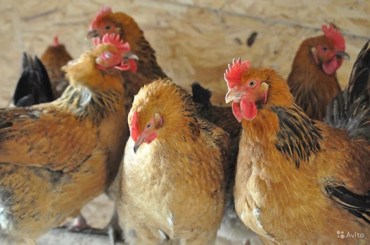 Кучинская юбилейная порода кур фото Разведение кур Кучинской породы - смотреть видео онлайн от "СВОЯ - ПТИЦА" в хоро