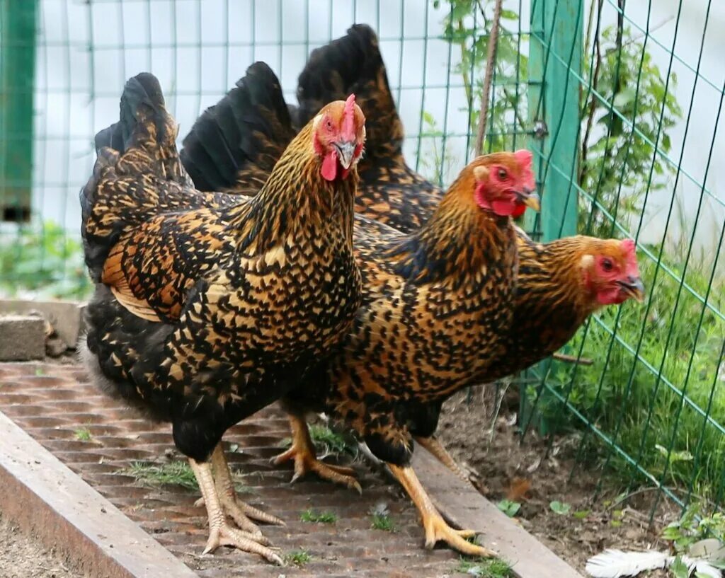 Кучинская юбилейная порода кур фото отзывы Td Ambar.Online, fodder and feed additives, Kishkino Village, Pasechnaya Street,