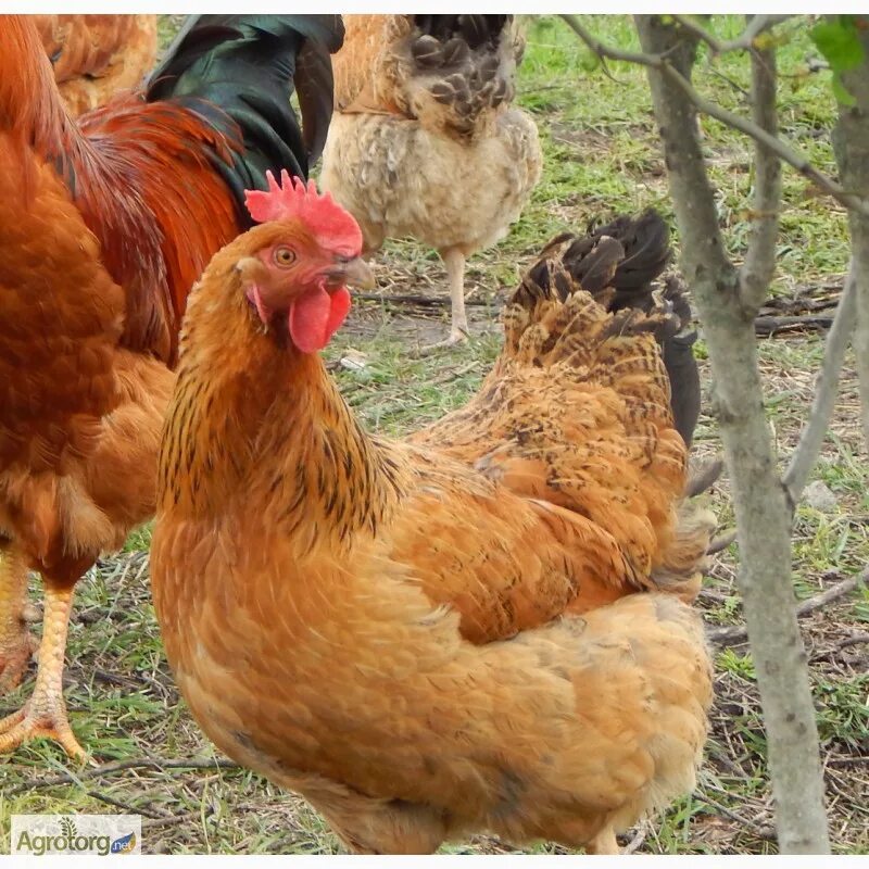 Кучинская юбилейная порода кур фото отзывы Фото к объявлению: продам месячных цыплят кучинской юбилейной породы кур - Agrot