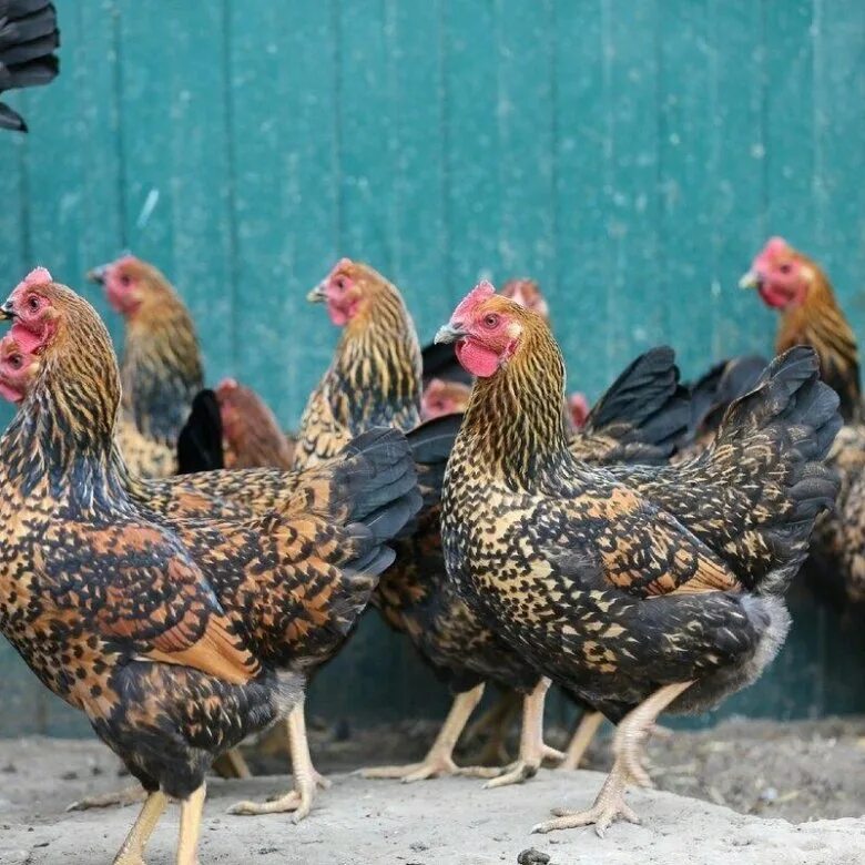 Кучинская юбилейная порода кур характеристика фото Куры молодки Кучинская Юбилейная - купить в Екатеринбурге, цена 550 руб., продан