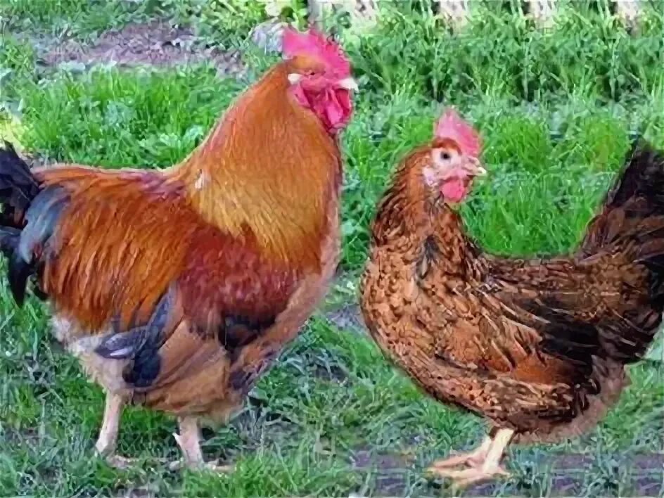 Кучинская юбилейная порода кур характеристика фото кучинская юбилейная несушка - Авито Объявления в Щелково: недвижимость, транспор