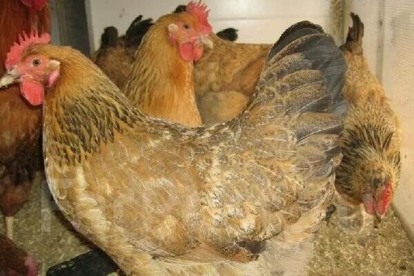 Кучинская юбилейная порода кур характеристика фото Кучинская юбилейная порода кур, инкубационное яйцо, под заказ. Цена: 40 ₽ в Уссу