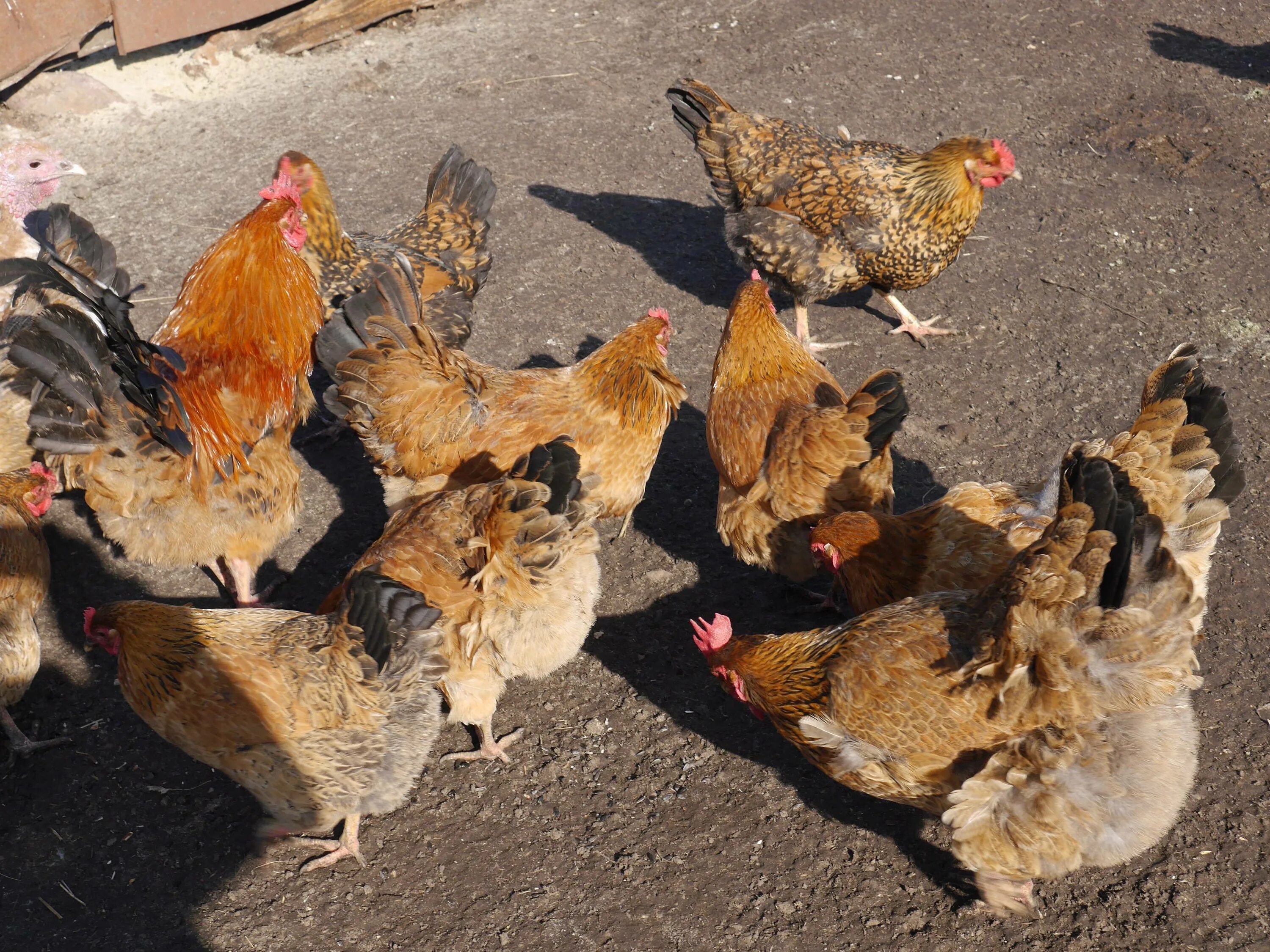 Кучинская юбилейная порода кур характеристика фото Кучинская юбилейная порода кур: фото, описание и характеристика