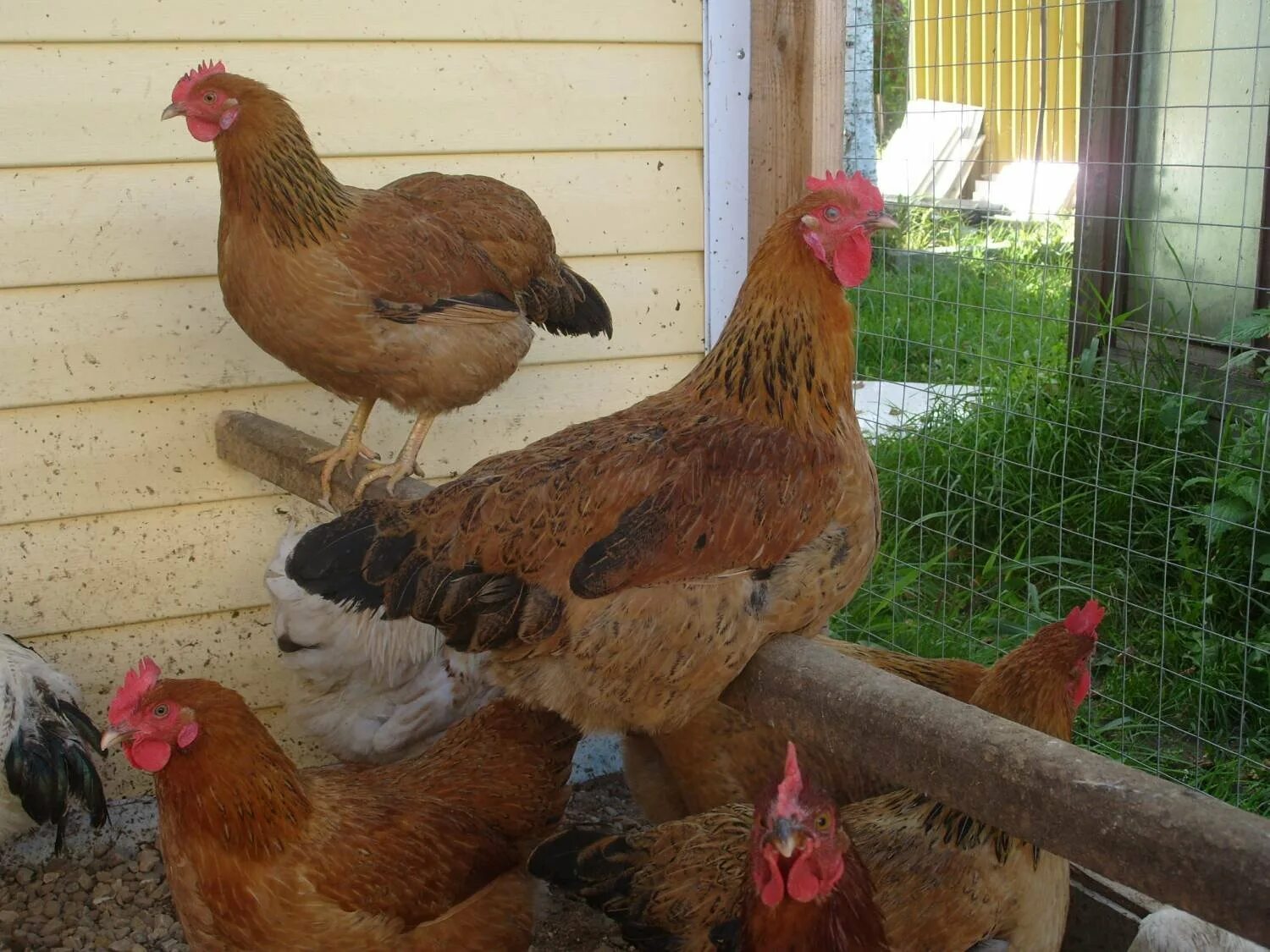 Кучинская юбилейная порода кур описание фото Картинки ОПИСАНИЕ ПОРОДЫ КУЧИНСКАЯ ЮБИЛЕЙНАЯ