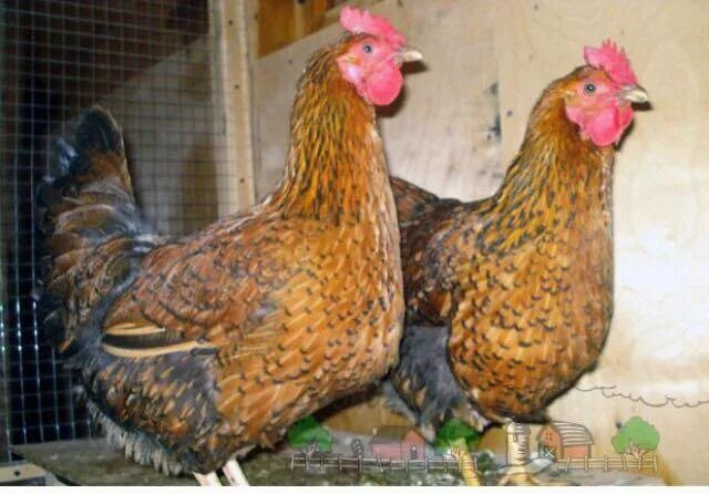 Кучинская юбилейная порода кур описание фото Кучинская юбилейная - купить в Новокузнецке, цена 500 руб., продано 12 января 20