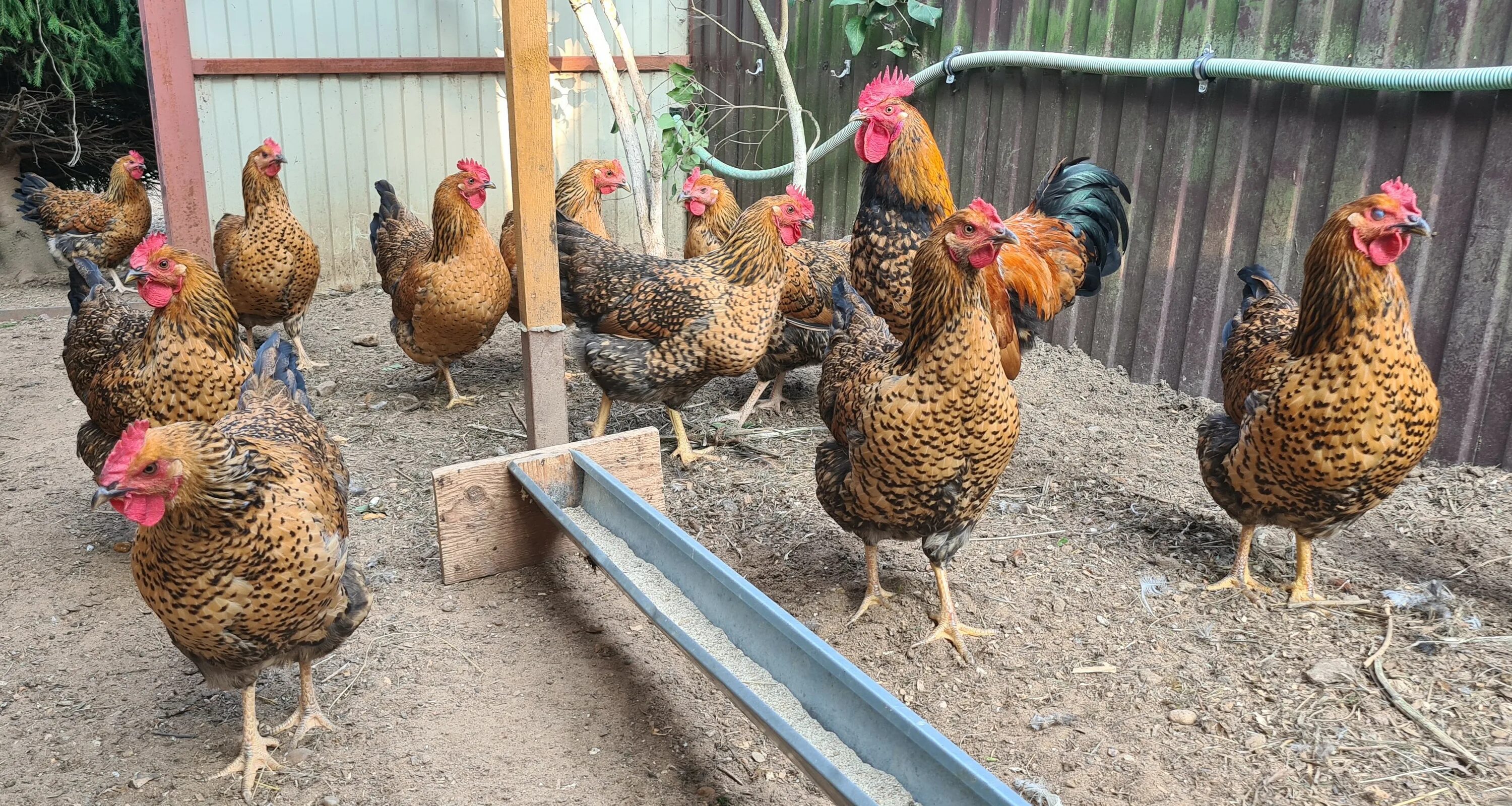 Кучинская юбилейная порода кур описание фото Кучинские Юбилейные куры - проверенная временем... Породы и кроссы кур форум на 