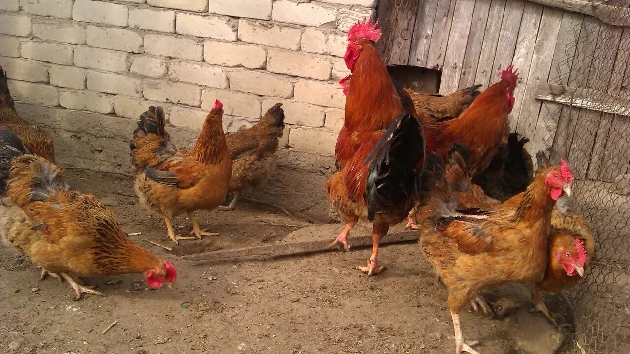 Кучинская юбилейная порода кур описание фото Куры породы Кучинская Юбилейная - гордость советского птицеводства - YouTube