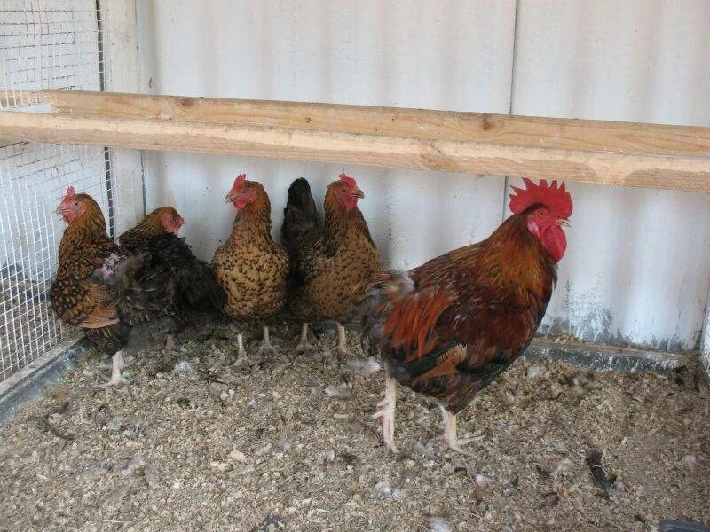 Кучинская юбилейная порода кур описание фото отзывы Кучинская юбилейная порода кур: описание и характеристика