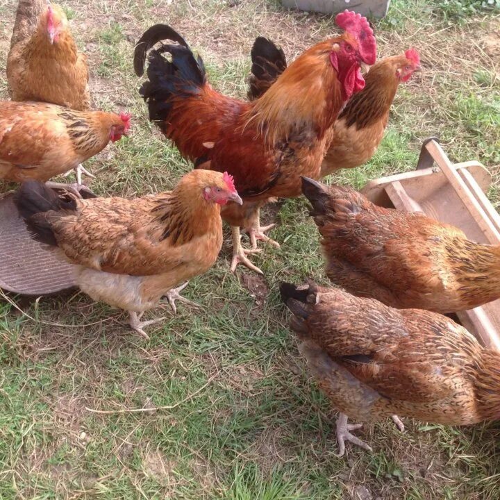 Кучинская юбилейная порода кур описание фото отзывы Неактивно