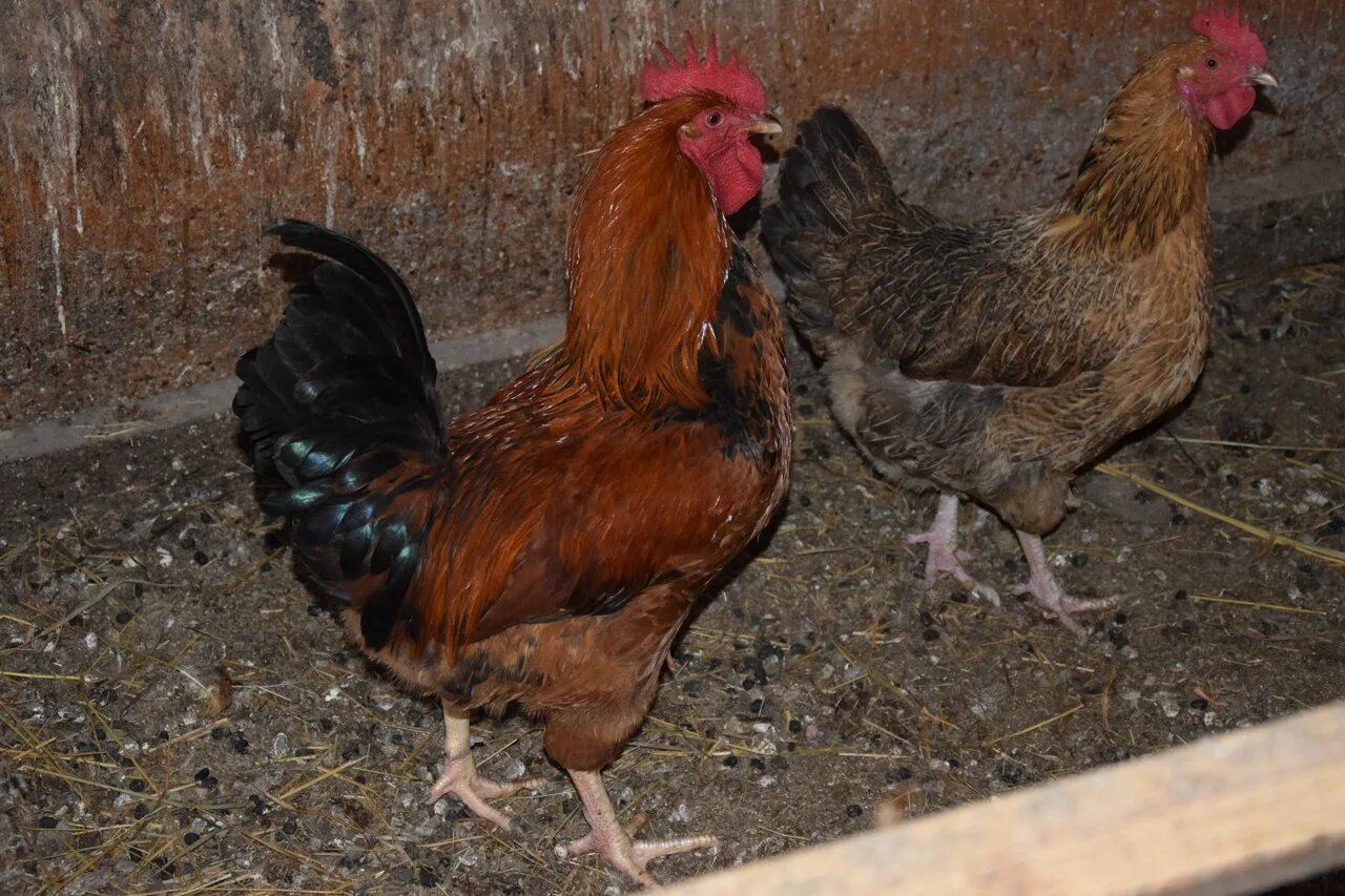 Кучинская юбилейная порода кур описание фото отзывы Кучинские Юбилейные куры - проверенная временем... Породы и кроссы кур форум на 