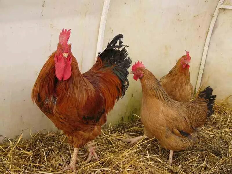 Кучинская юбилейная порода описание фото отзывы Кучинская порода кур - продуктивность на высоте Инкубаторы для яиц в IncubatoRus