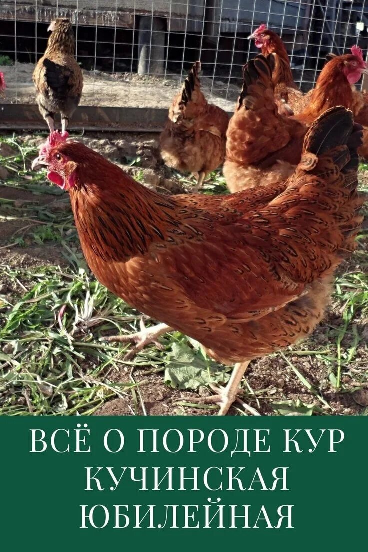 Кучинская юбилейная порода описание фото отзывы Кучинская Юбилейная: описание породы кур