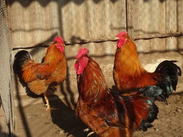 Кучинская юбилейная порода описание фото отзывы Кучинская юбилейная порода фото отзывы: найдено 83 изображений