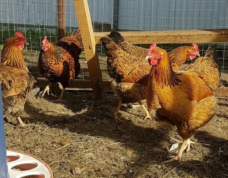Кучинская юбилейная порода описание фото отзывы Кучинские несушки цыплята 4-х месячные оптом 200голов есть: 4 000 тг. - Ауыл шар