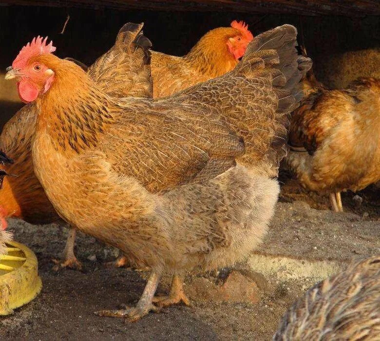 Кучинская юбилейная порода описание фото отзывы Кучинские куры - купить в Мошково, цена 600 руб., продано 3 апреля 2019 - Птицы