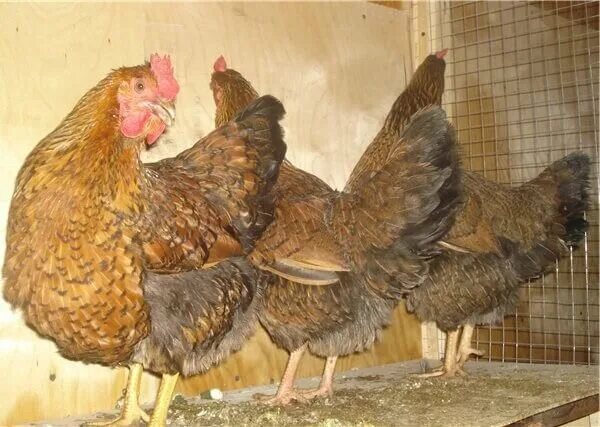 Кучинская юбилейная порода цыплята фото Кучинские куры Курочка Дзен