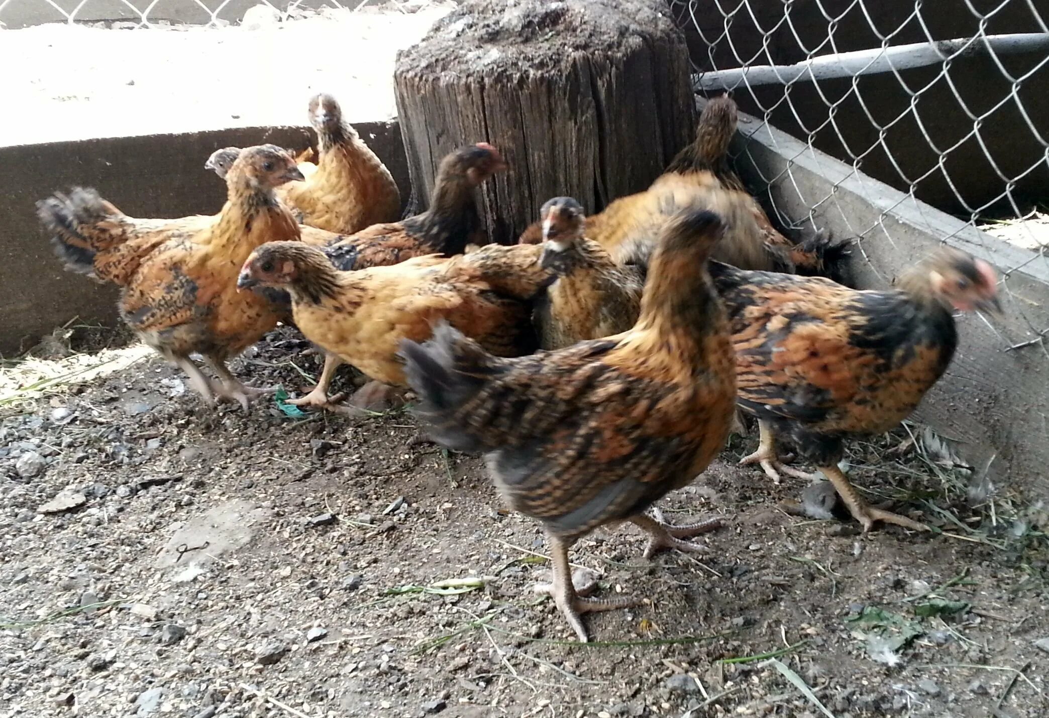 Кучинская юбилейная порода цыплята фото Цыплята кучинской породы фото: найдено 88 картинок