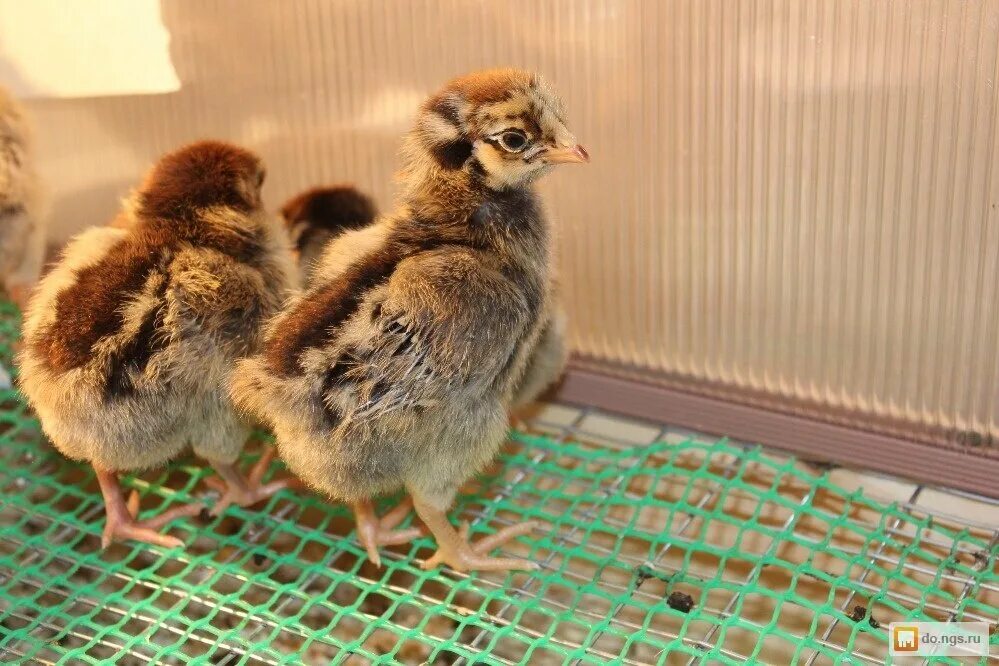 Кучинская юбилейная порода цыплята фото Куриный бизнес: лучшие породы кур для подворья Крестьяночка РФ Дзен