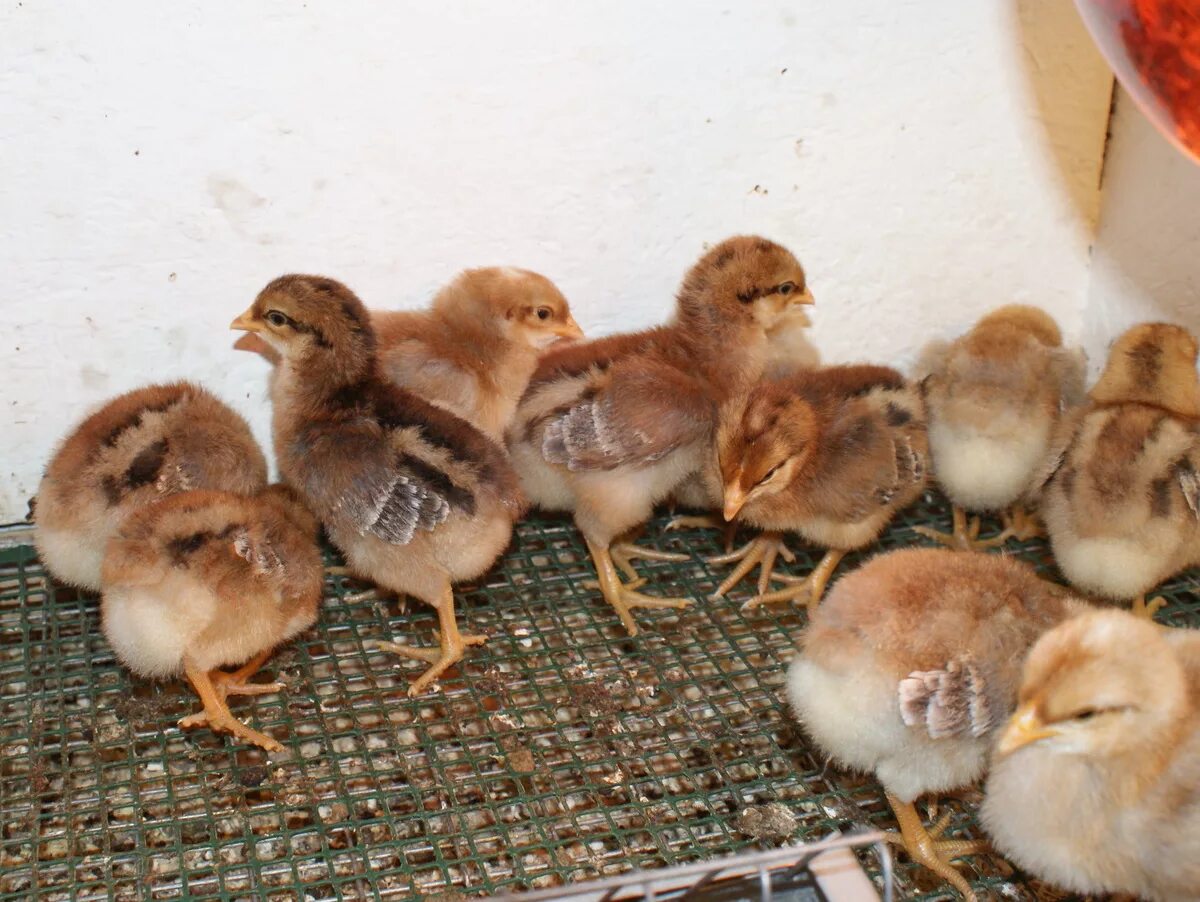 Кучинская юбилейная порода цыплята фото Магазин ЛПХ АК 47