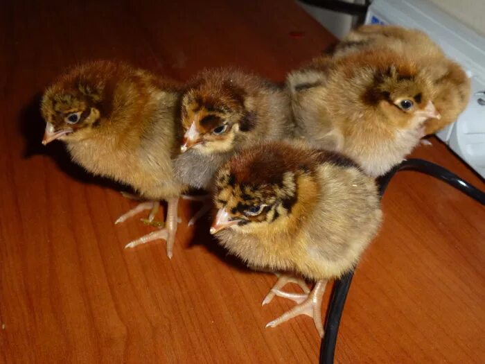 Кучинская юбилейная порода цыплята фото Как и чем кормить цыплят Кучинской юбилейной породы